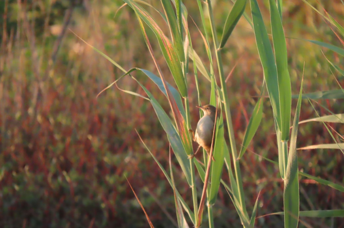 rákosník obecný - ML640857235