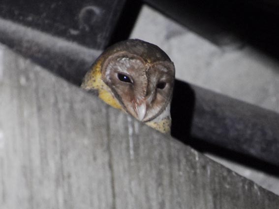 Andaman Masked-Owl - ML640857329