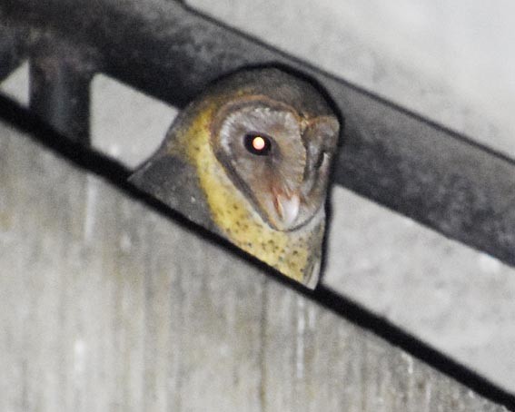 Andaman Masked-Owl - ML640857333