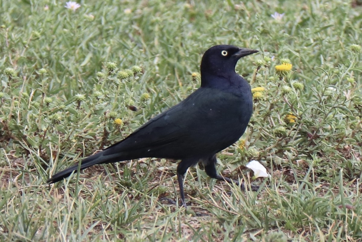 Brewer's Blackbird - ML640857424