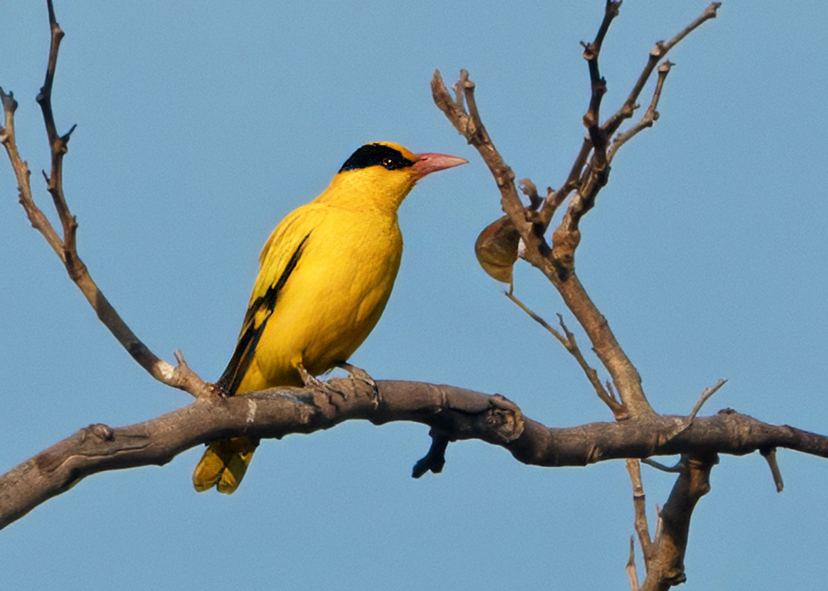 Black-naped Oriole - ML640857448