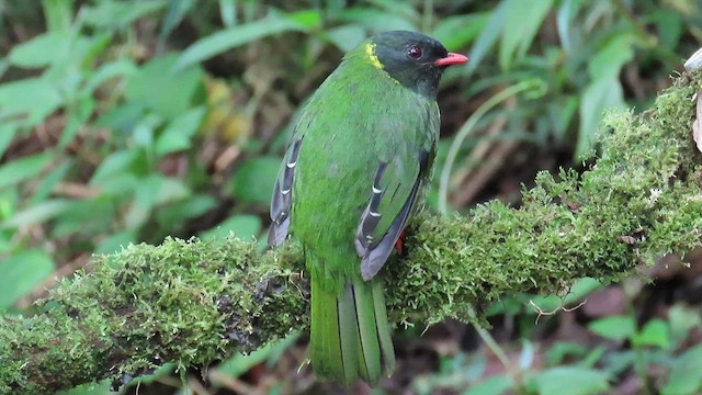 Cotinga vert et noir - ML640857488
