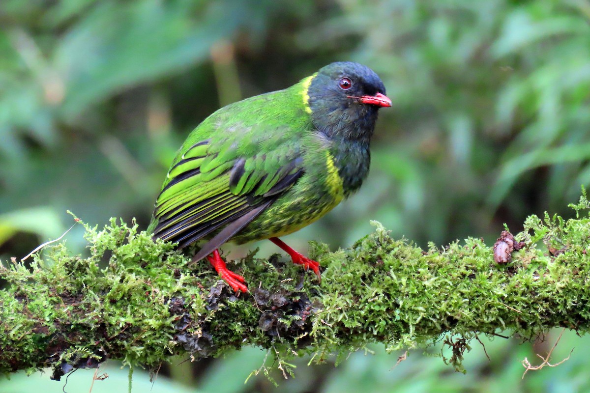 Cotinga vert et noir - ML640857493