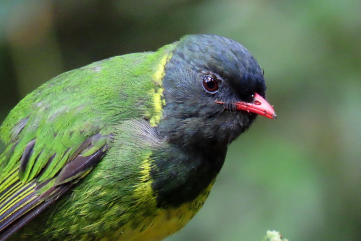 Cotinga vert et noir - ML640857509