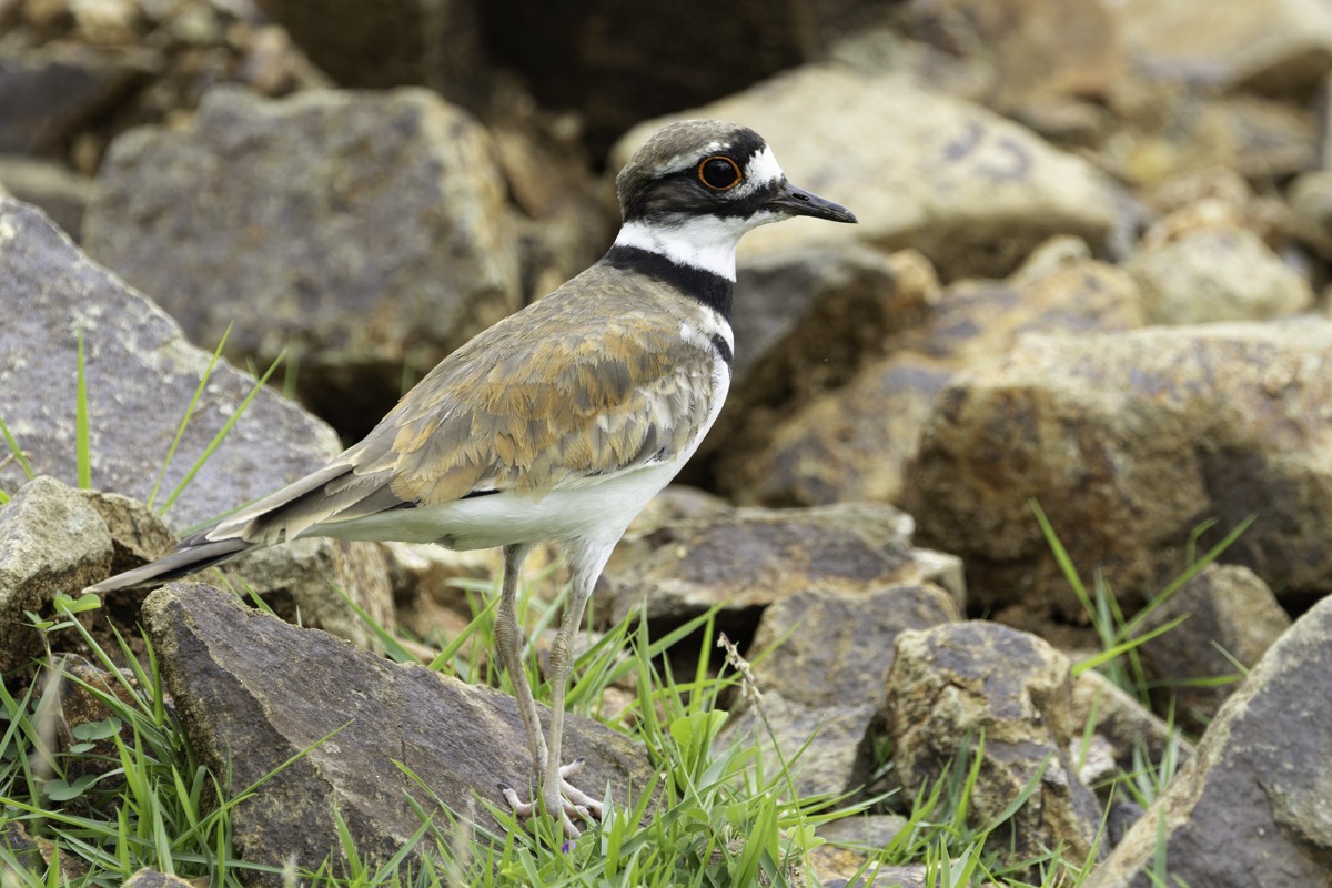 Killdeer - ML640857520