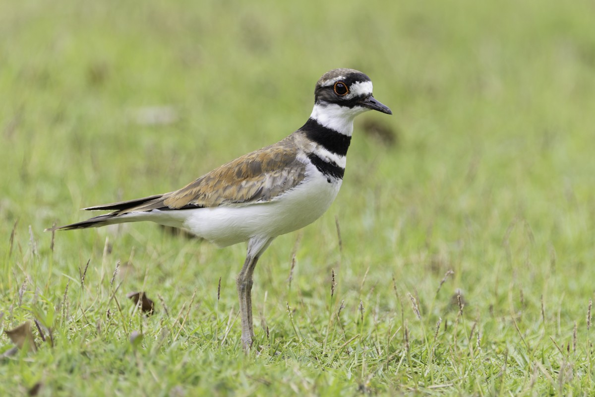 Killdeer - ML640857521