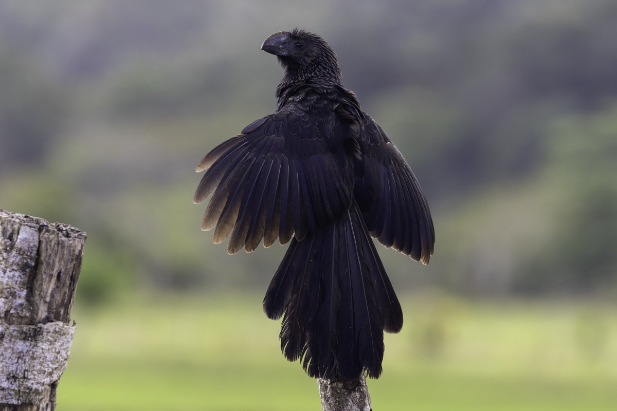 Smooth-billed Ani - ML640857529