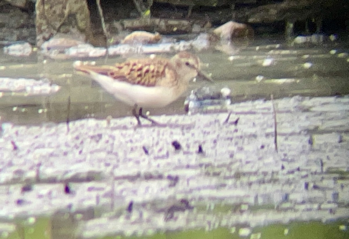 Semipalmated Sandpiper - ML640857678