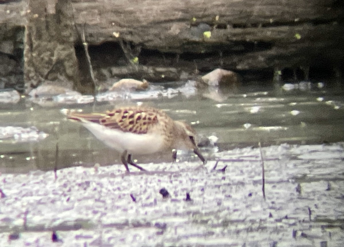 Semipalmated Sandpiper - ML640857679