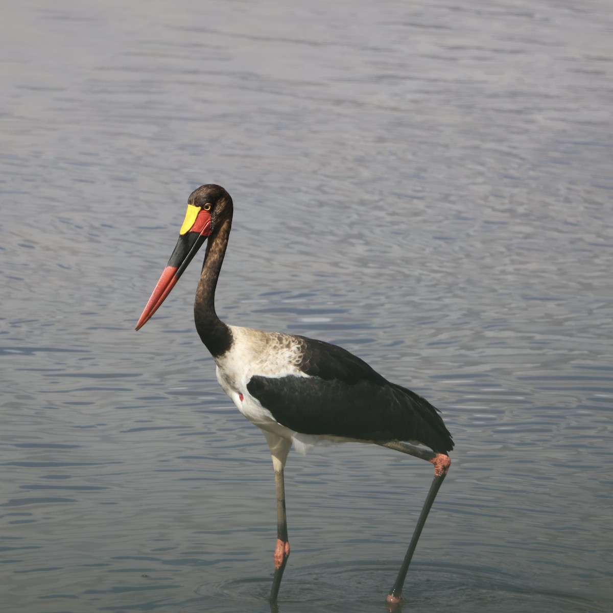 Saddle-billed Stork - ML640857709