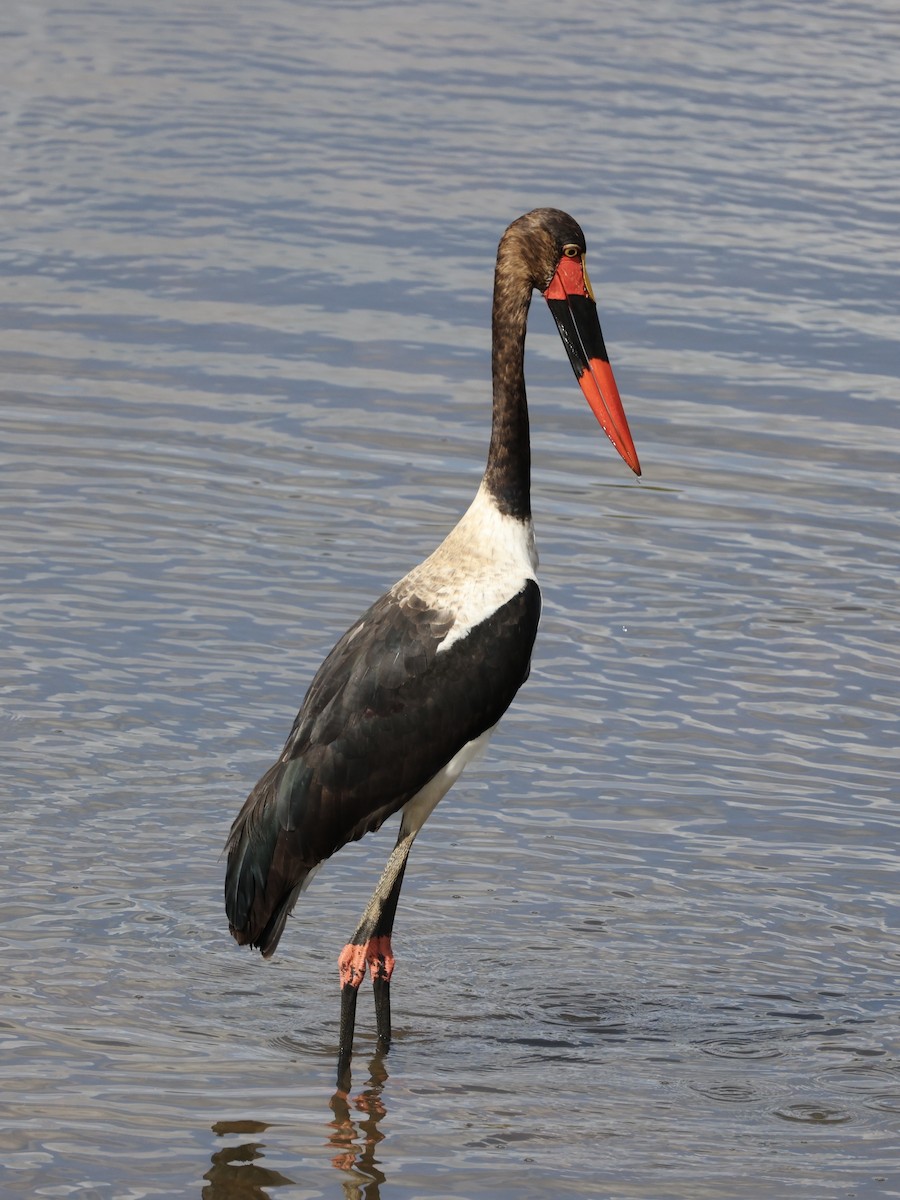 Saddle-billed Stork - ML640857710
