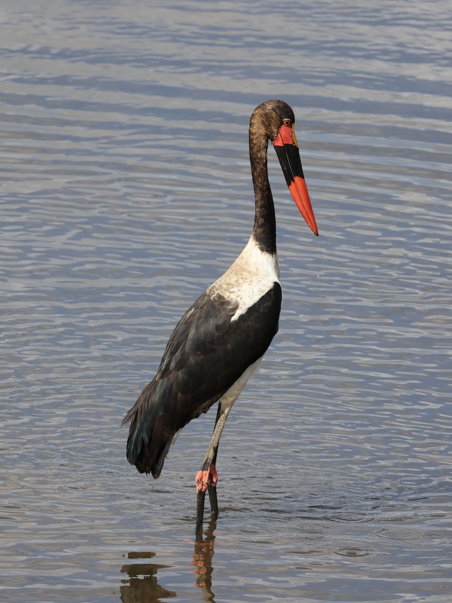 Saddle-billed Stork - ML640857711