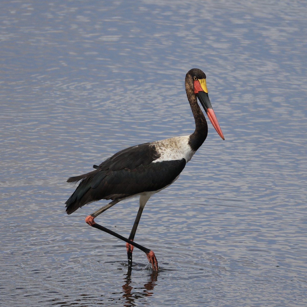 Saddle-billed Stork - ML640857713