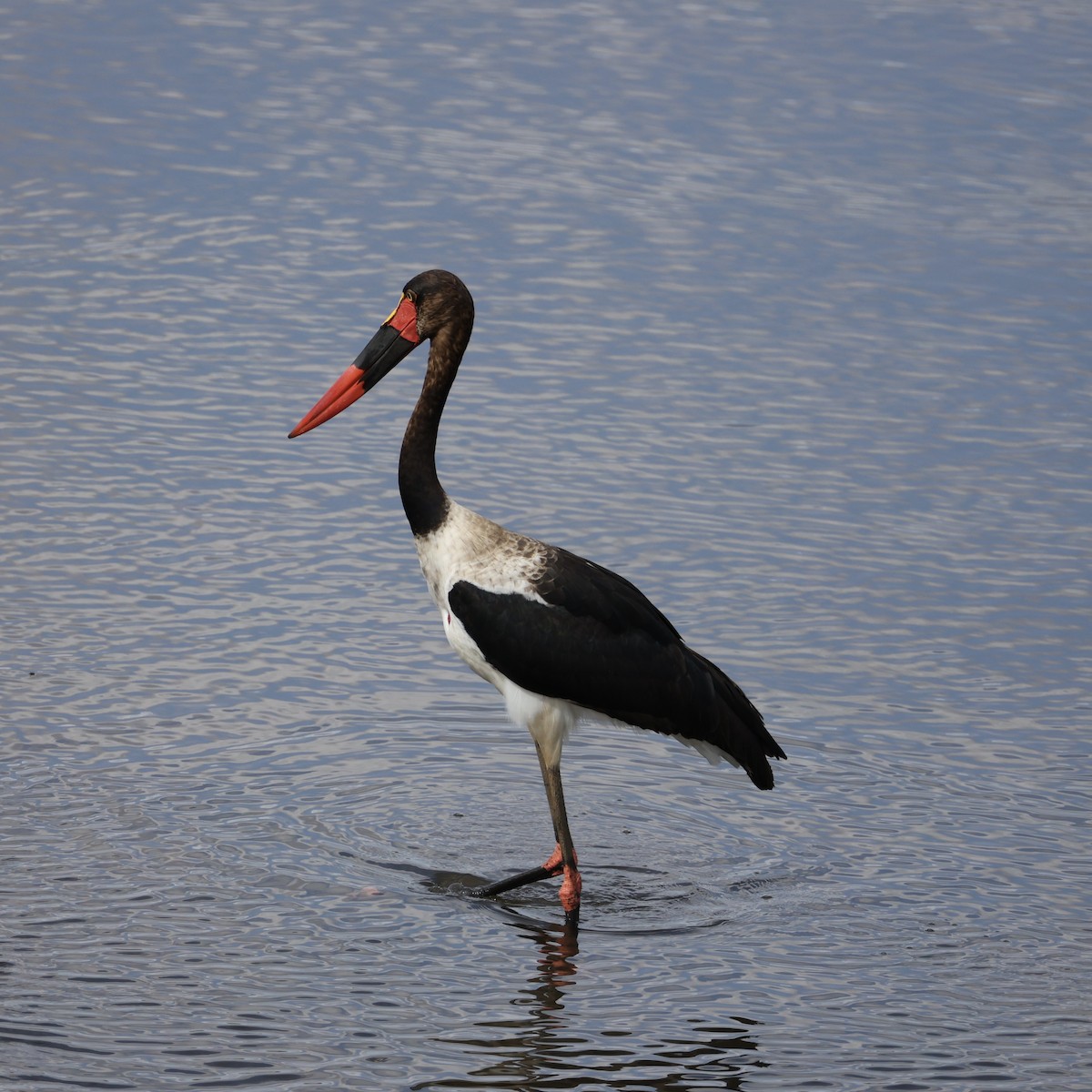 Saddle-billed Stork - ML640857714