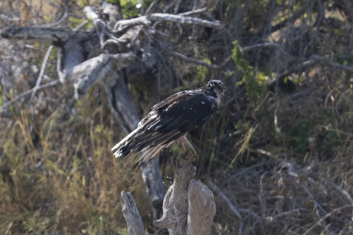 afrikahaukørn - ML640857860