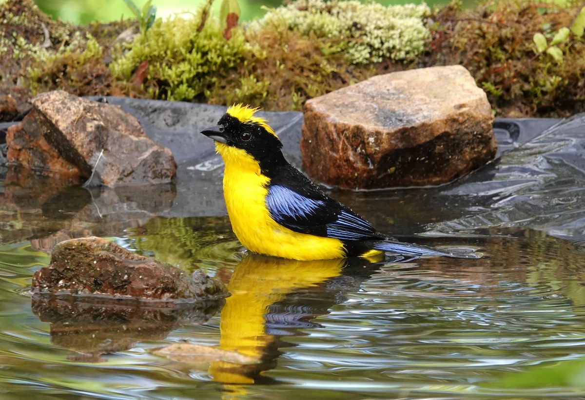 Blue-winged Mountain Tanager - ML640857869