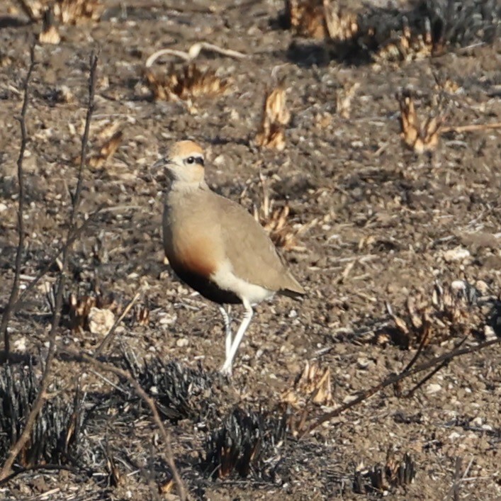 Temminck's Courser - ML640858004