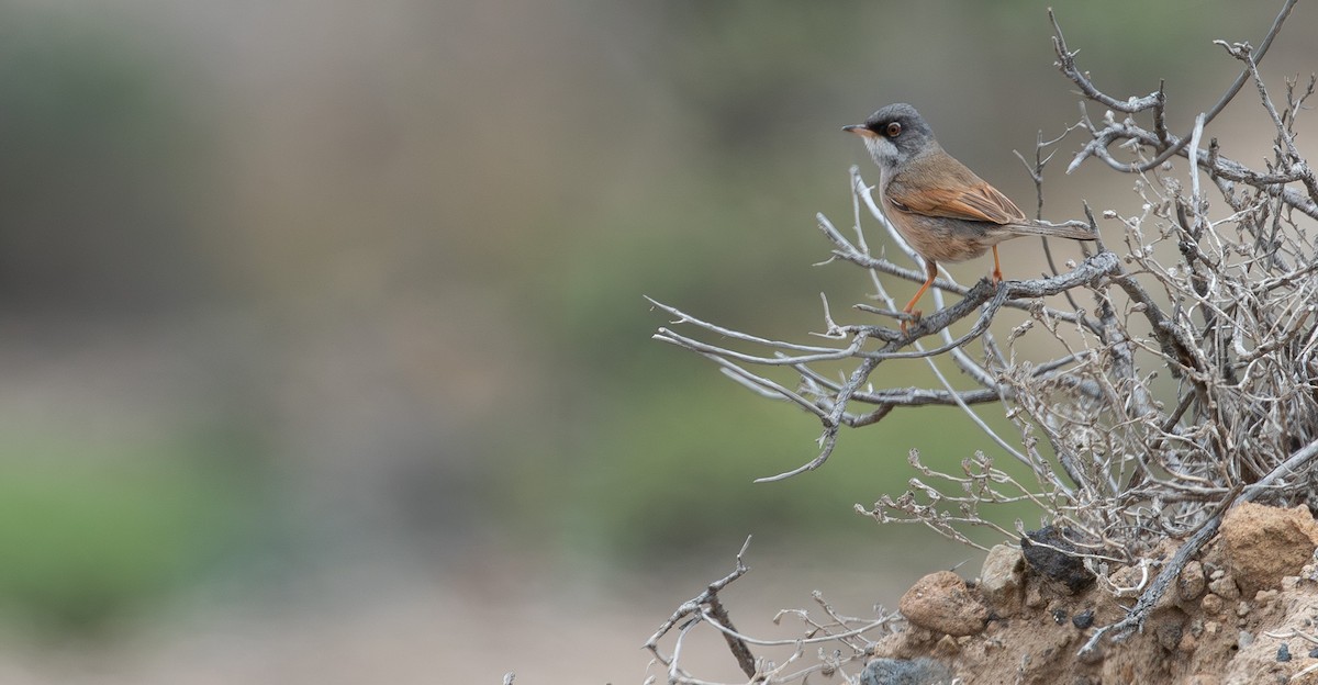 Spectacled Warbler - ML640858062