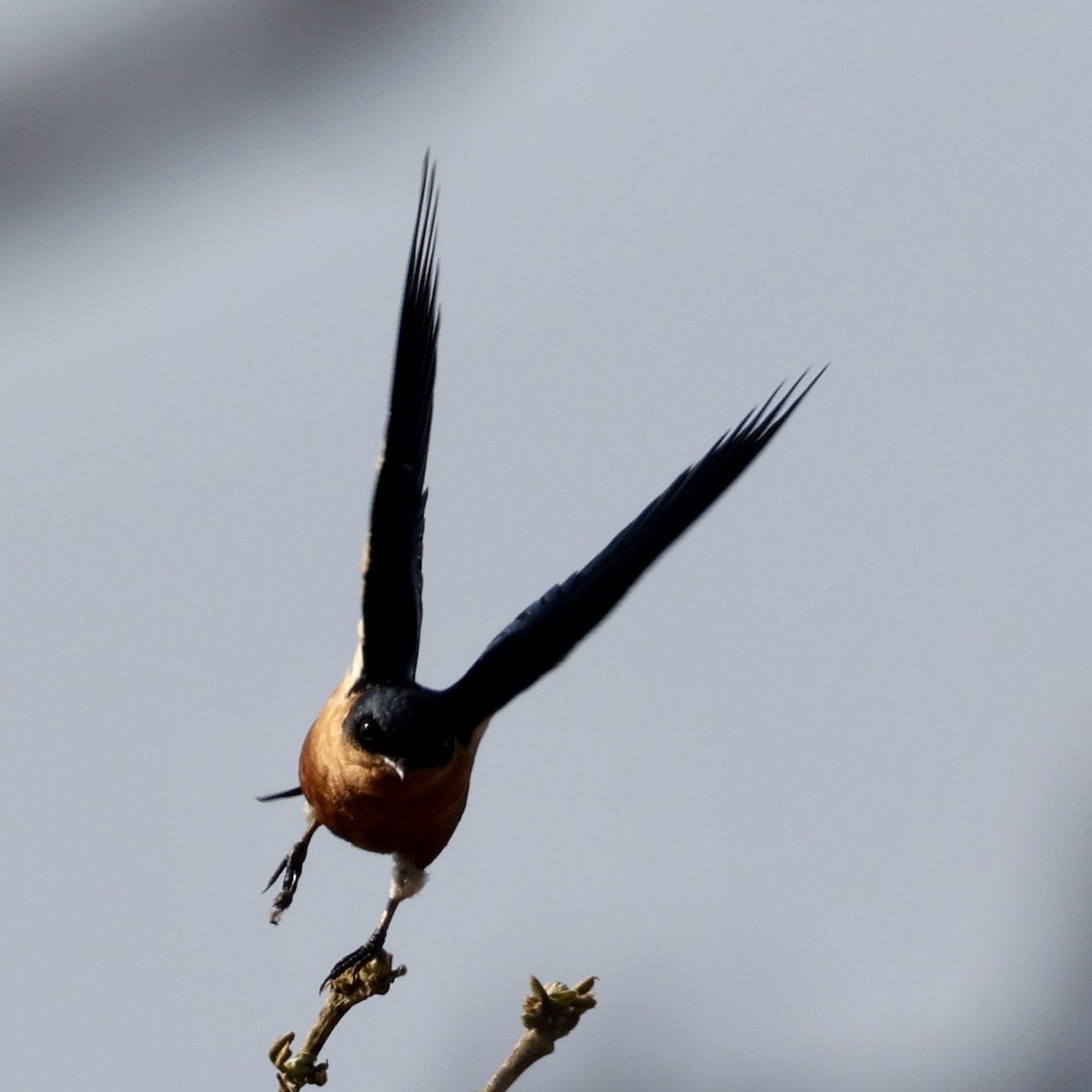 Rufous-chested Swallow - ML640858063