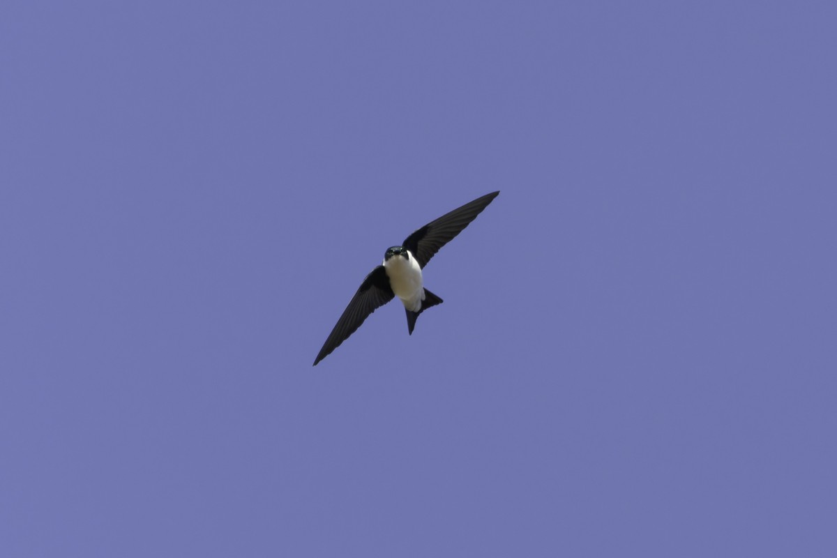 Golden Swallow - ML640858067