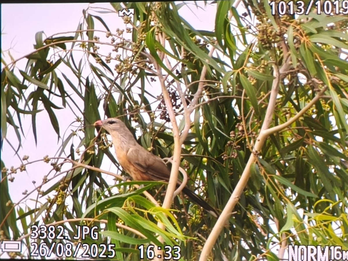 Sirkeer Malkoha - ML640858079