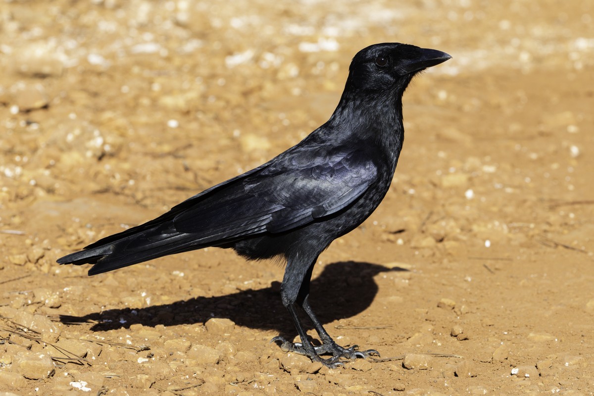 Hispaniolan Palm-Crow - ML640858101