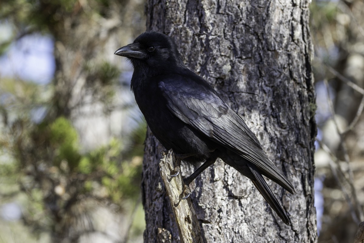 Hispaniolan Palm-Crow - ML640858102