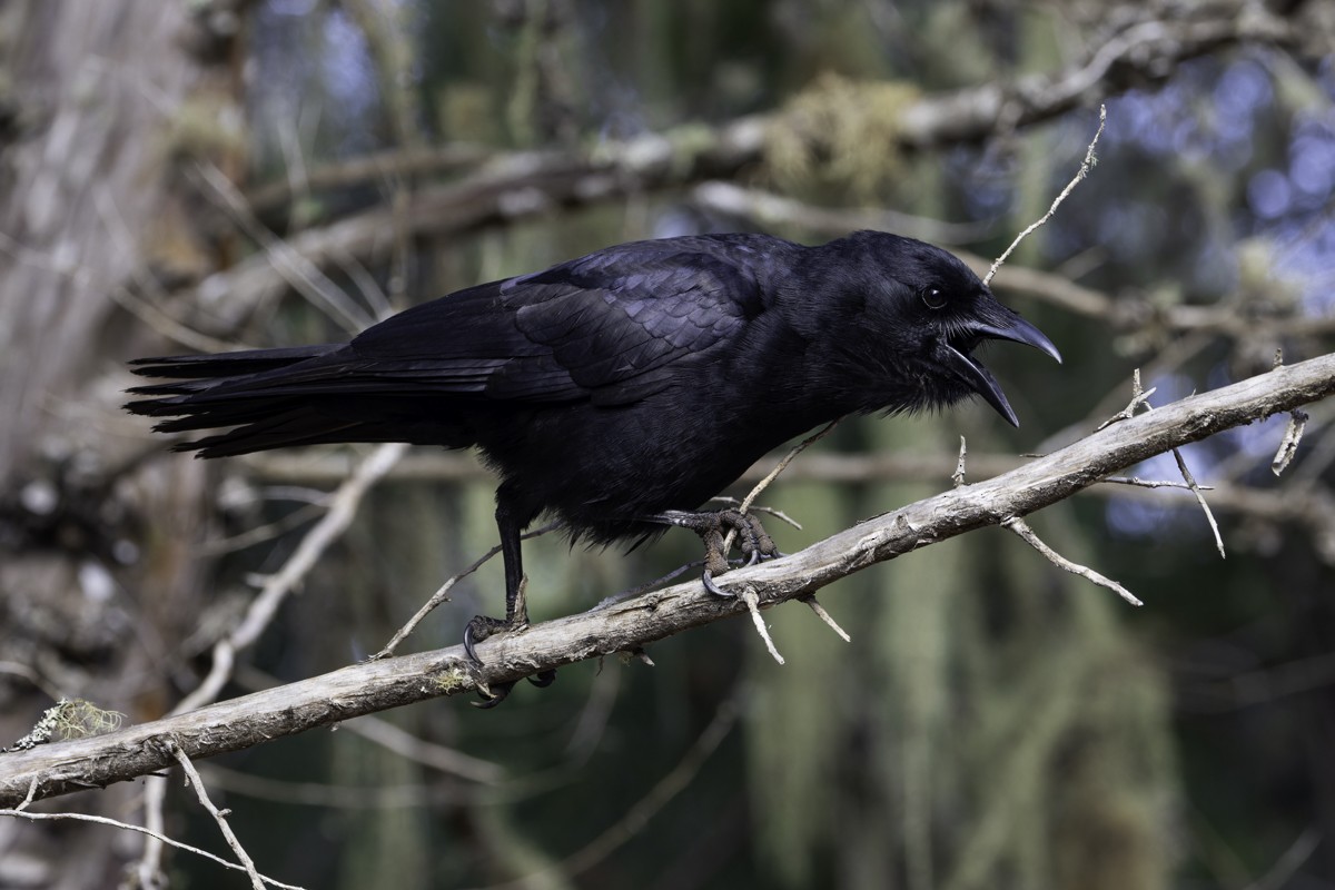 Hispaniolan Palm-Crow - ML640858103
