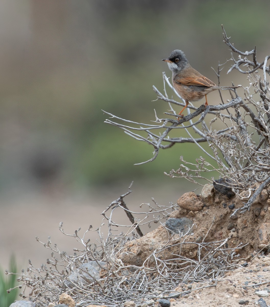 Spectacled Warbler - ML640858106