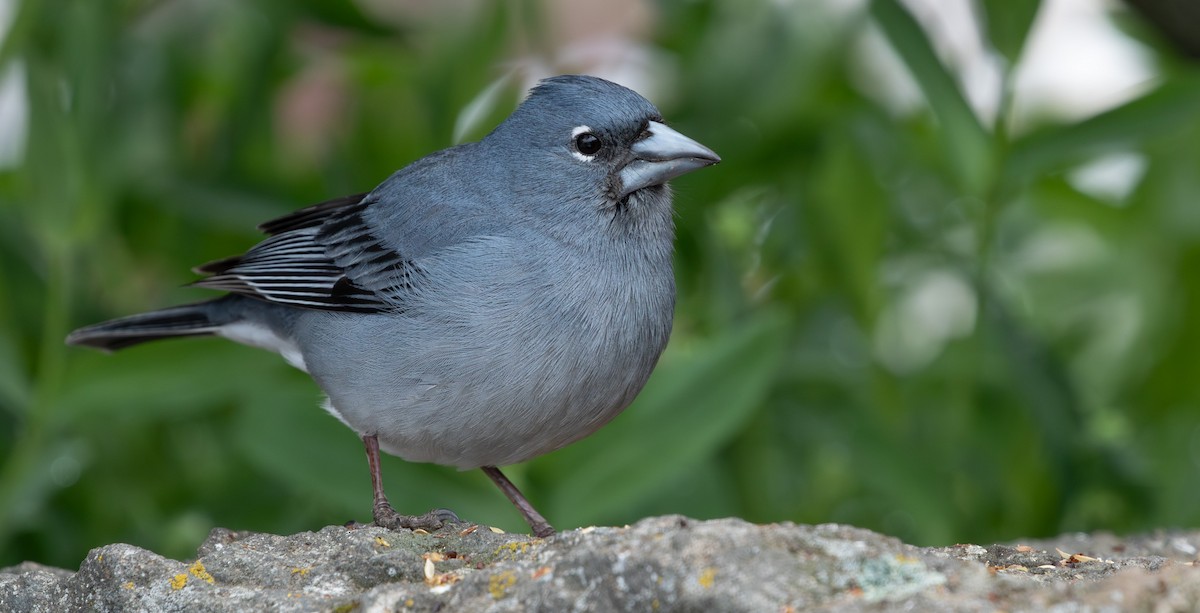 Tenerife Blue Chaffinch - ML640858119