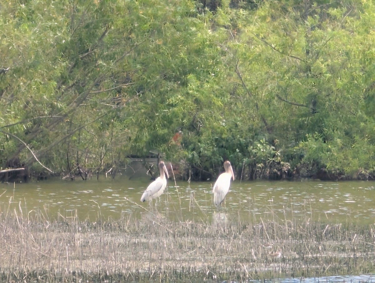 Wood Stork - ML640858123