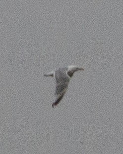 European Herring x Glaucous Gull (hybrid) - ML640858132