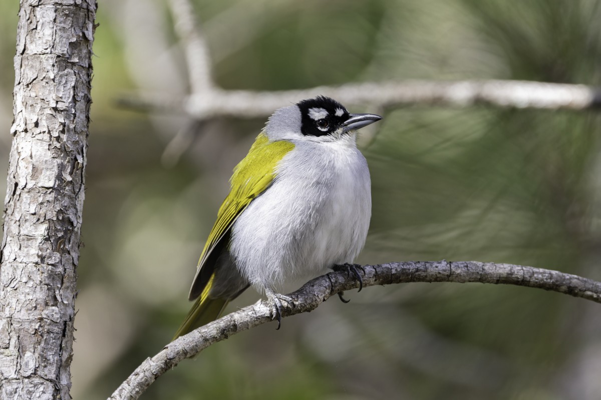 Black-crowned Palm-Tanager - ML640858171