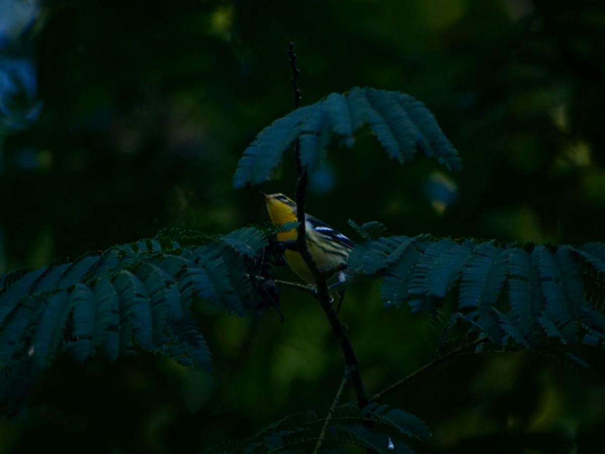 Blackburnian Warbler - ML640858197