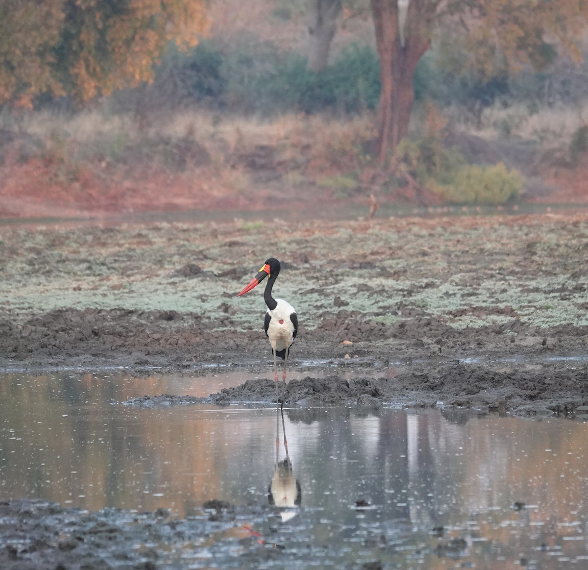 Saddle-billed Stork - ML640858201