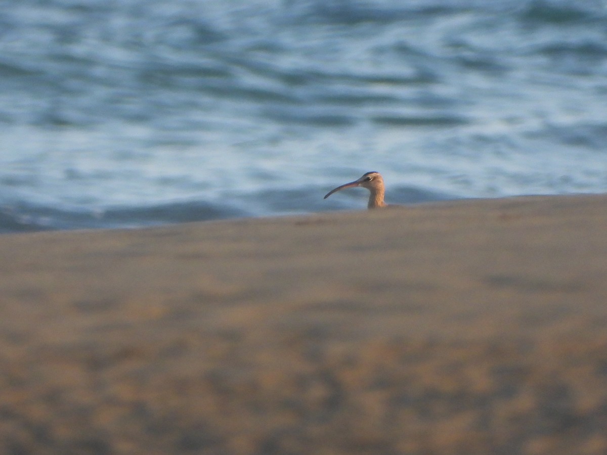 Eurasian Whimbrel/Eurasian Curlew - ML640858203