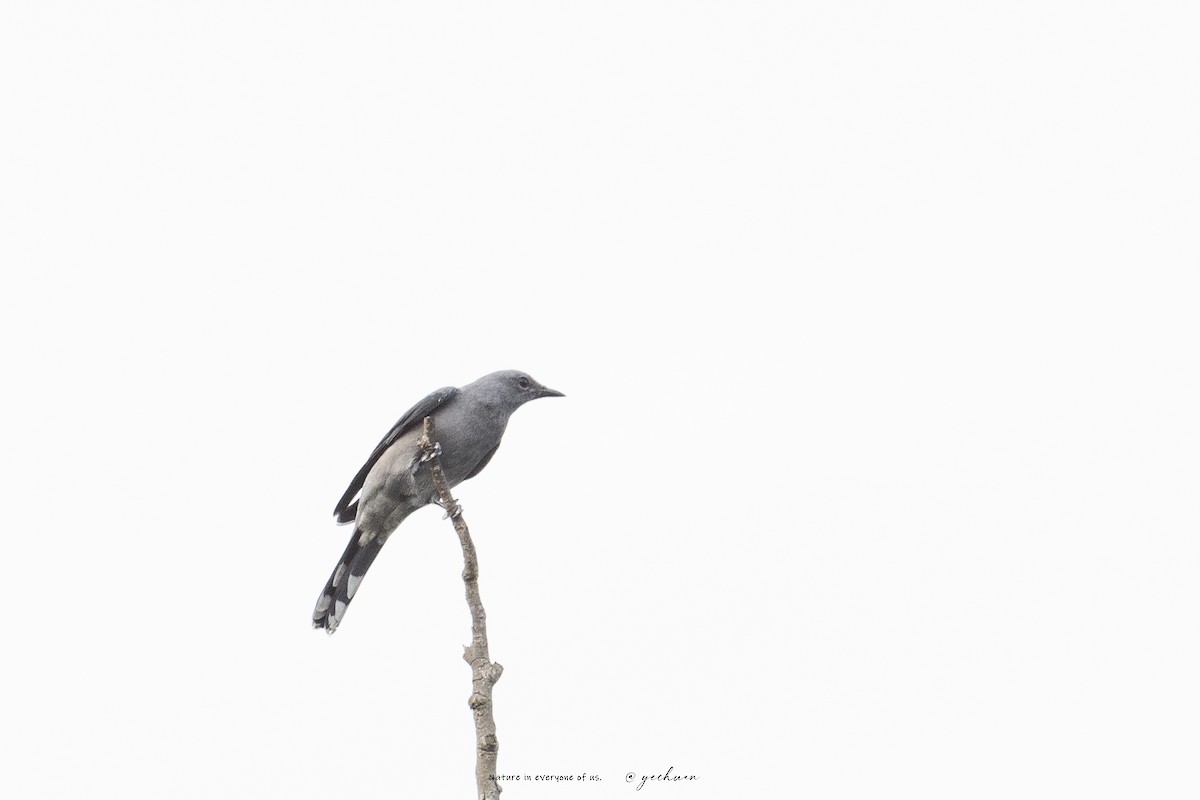 Black-winged Cuckooshrike - ML640858272