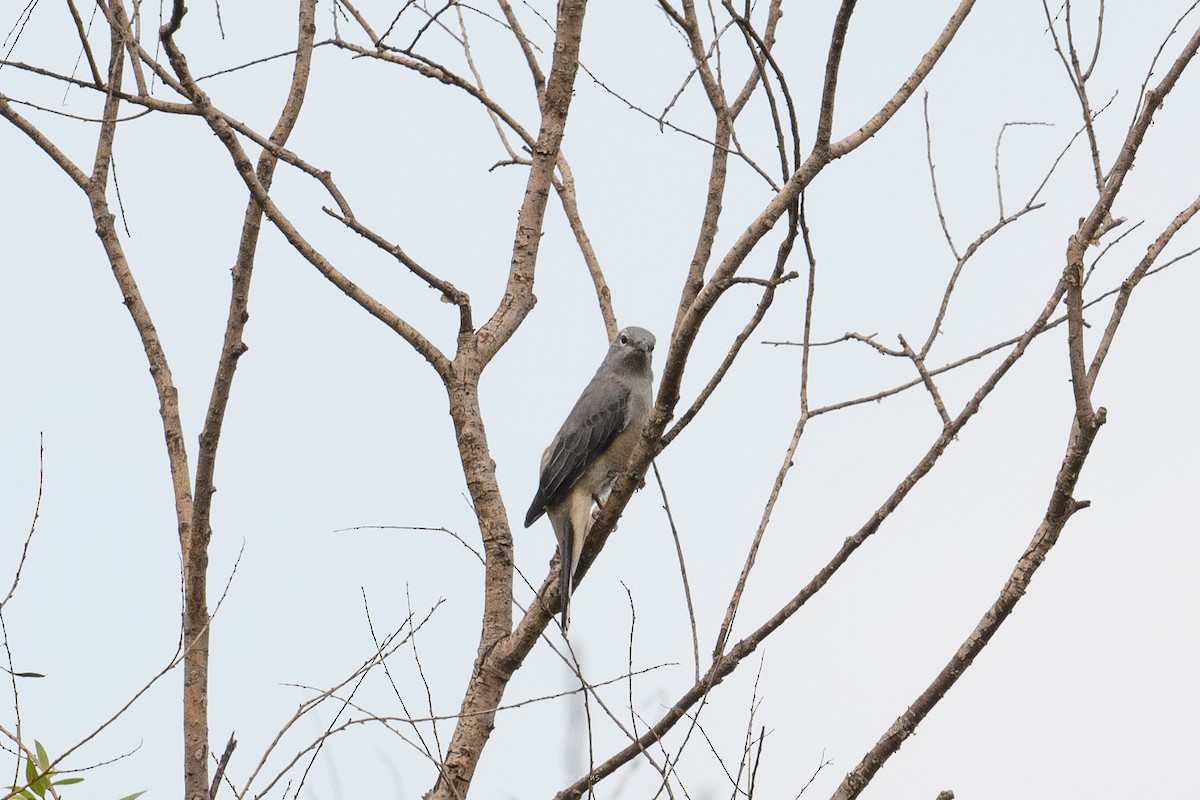 Black-winged Cuckooshrike - ML640858273