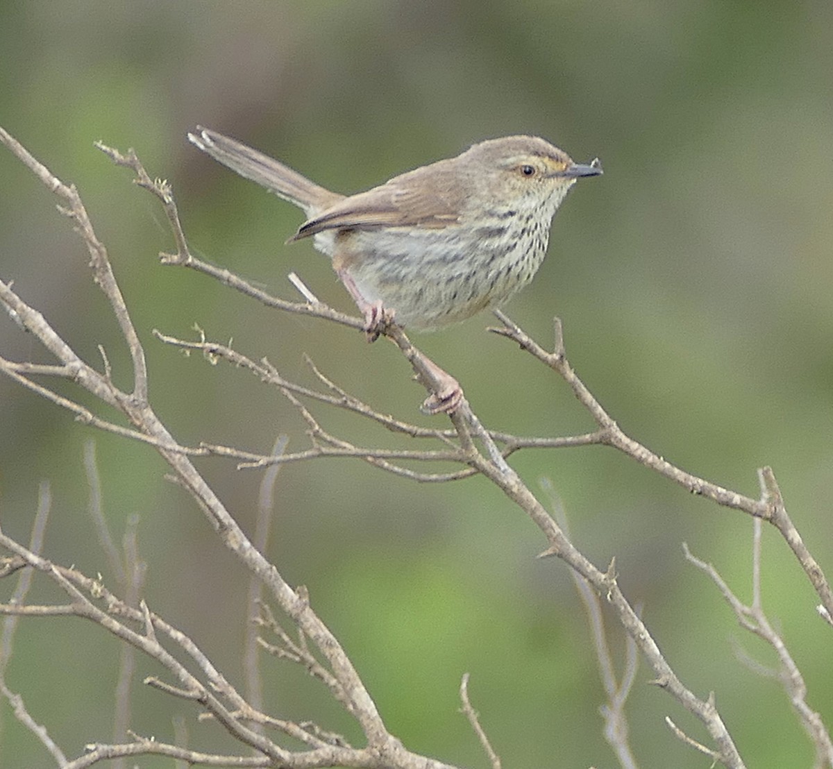 Prinia du Karoo - ML640858288
