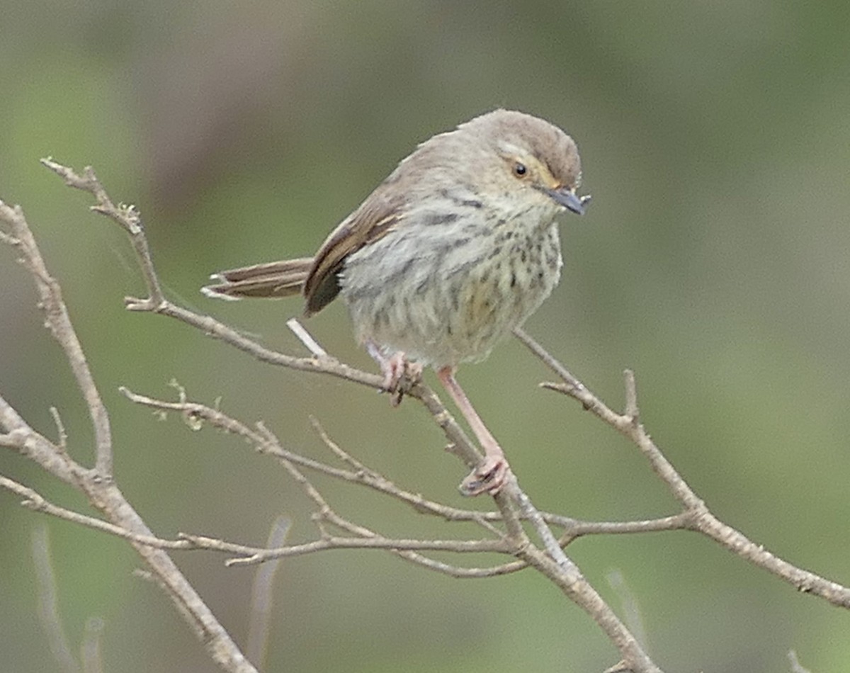 Prinia du Karoo - ML640858289