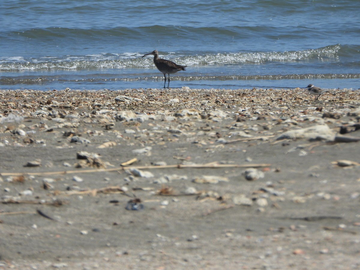 Eurasian Whimbrel/Eurasian Curlew - ML640858317
