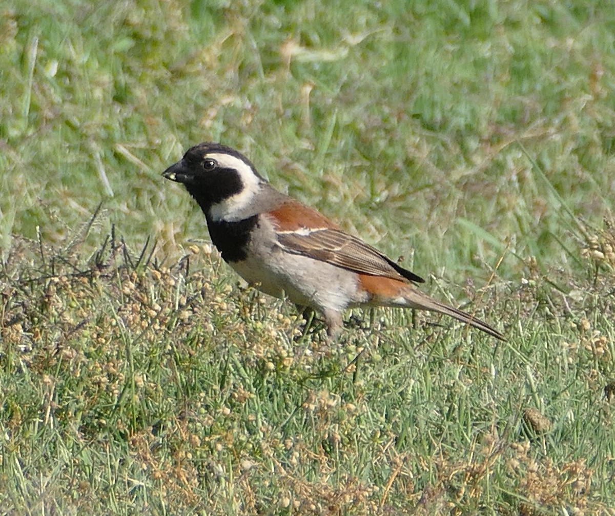 Moineau mélanure - ML640858325