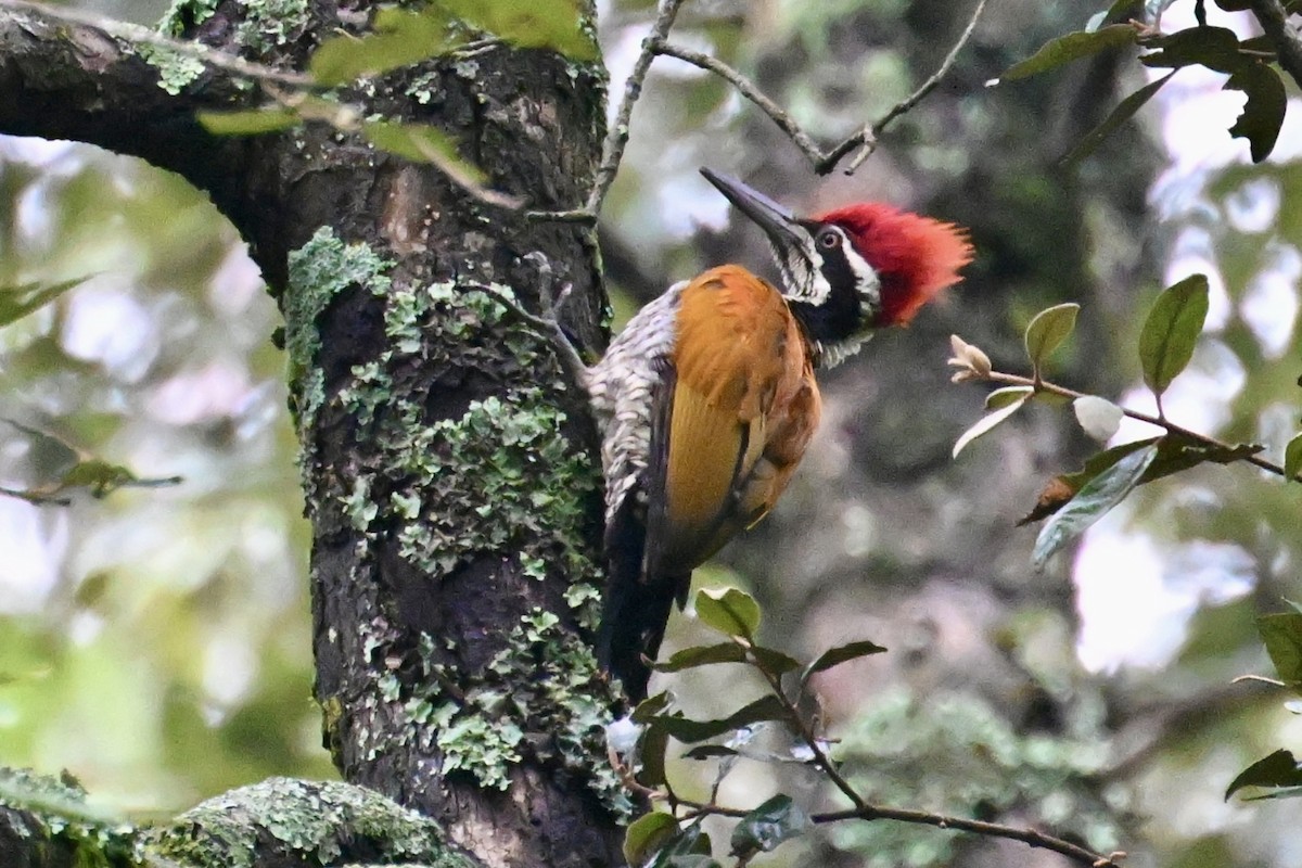 Greater Flameback - ML640858362