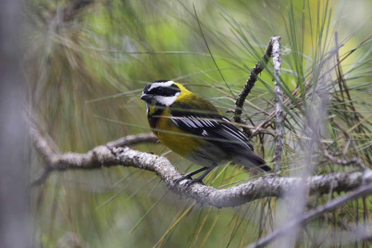 Hispaniolan Spindalis - ML640858368