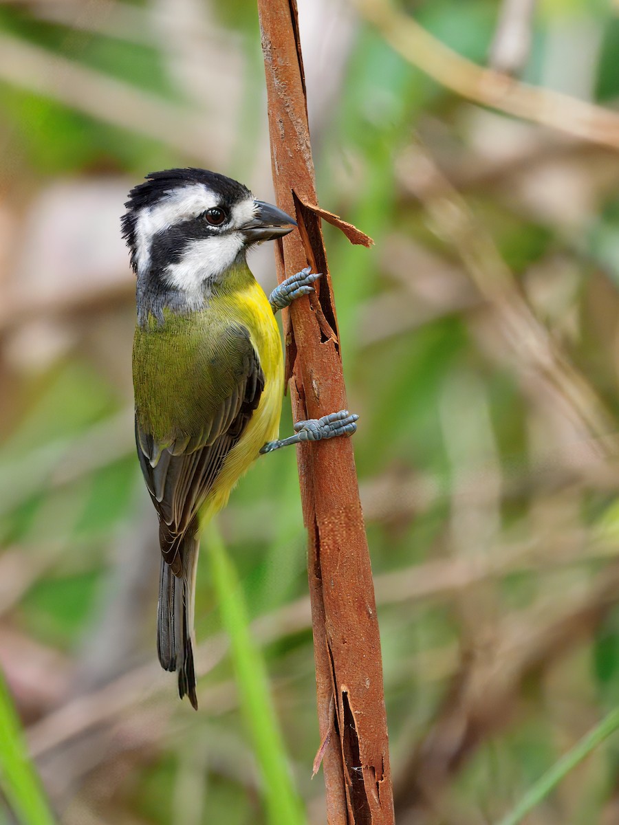 Eastern Shrike-tit - ML640858369