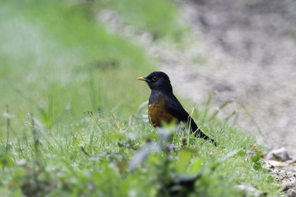 La Selle Thrush - ML640858386