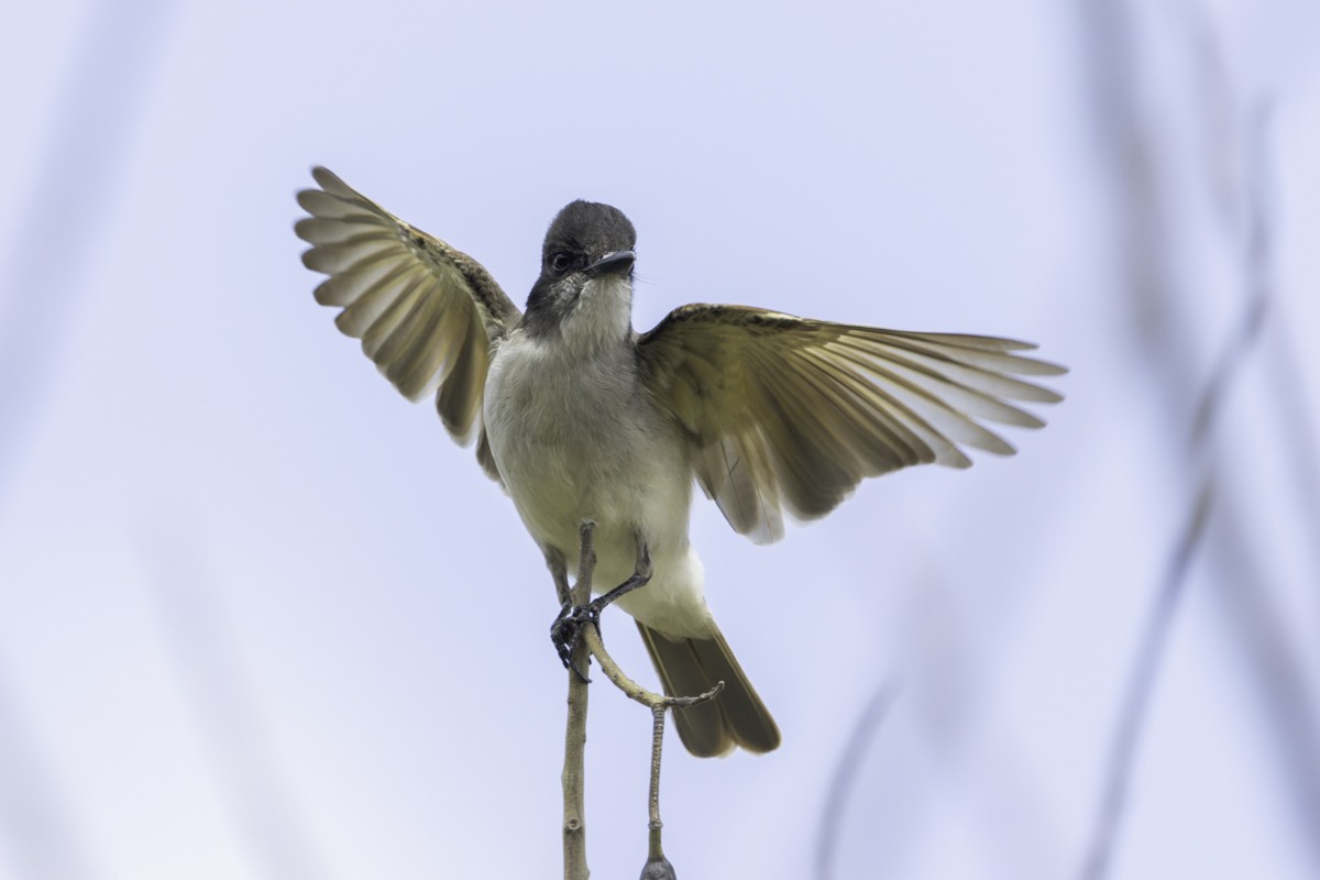 オジロハイイロタイランチョウ（gabbii） - ML640858395