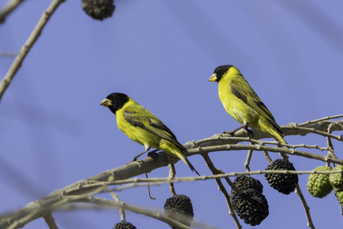 Antillean Siskin - ML640858443