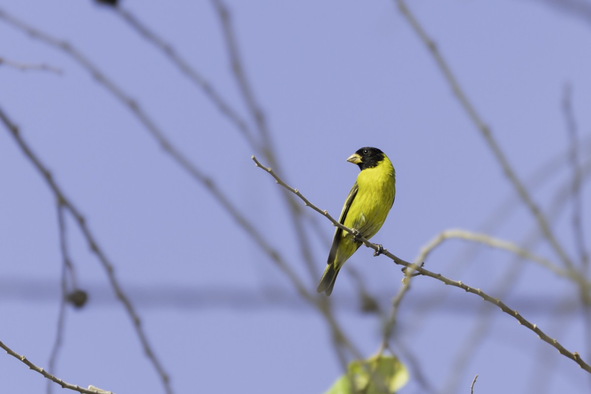 Antillean Siskin - ML640858444