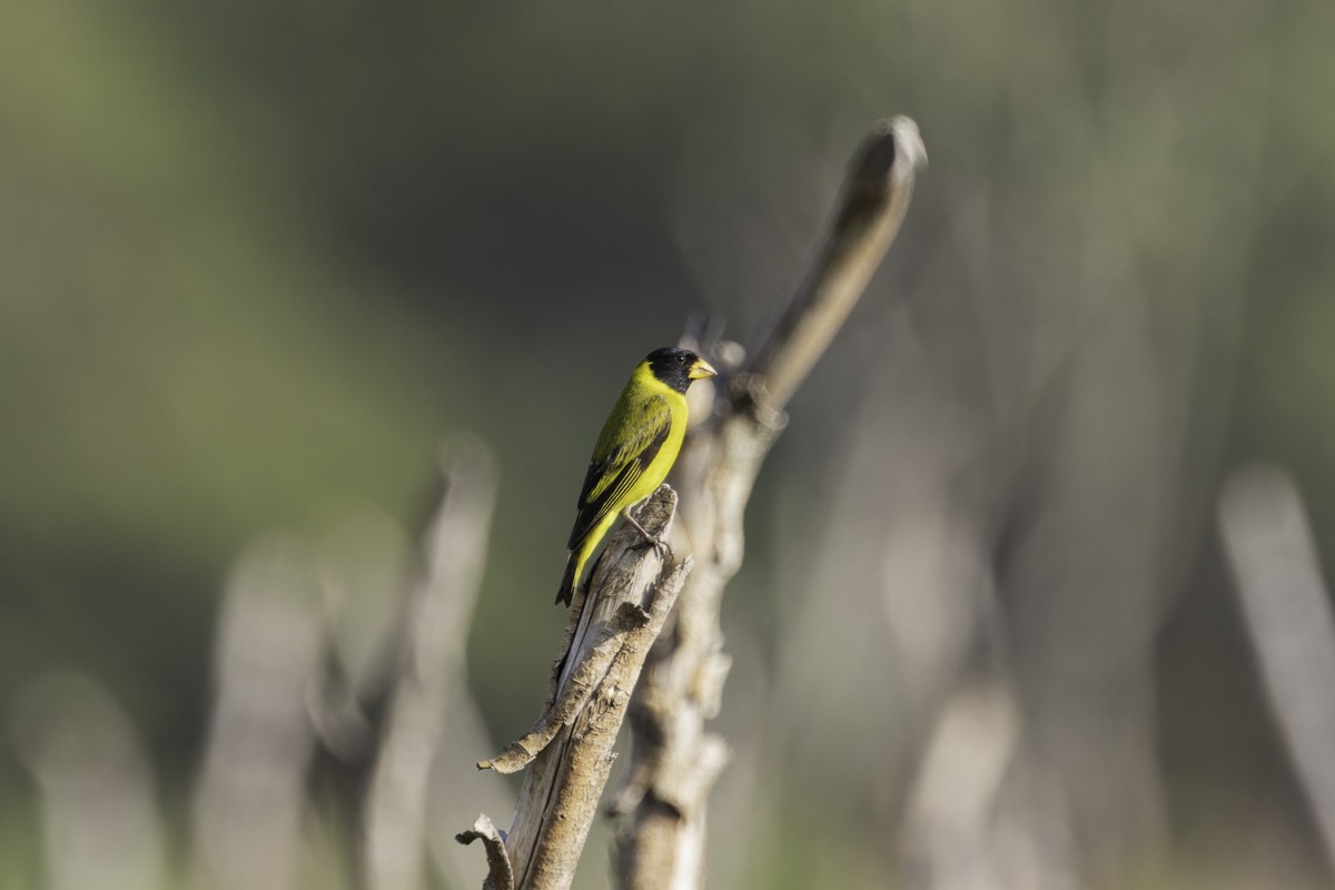 Antillean Siskin - ML640858445